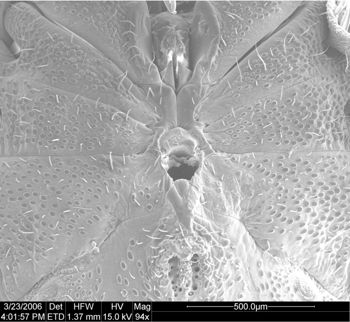 Media type: image;   Invertebrate Zoology 134693